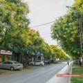 Svake godine, početkom leta, zrenjaninska ulica Koče Kolarova izgleda prelepo [FOTO] Zrenjanin - Ulica Koče Kolarova