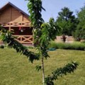 Srpska voditeljka (68) ima stan u centru Beograda, a tek da vidite kako je sredila imanje van grada: Travnjaci i voće svuda…