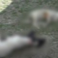"Duša me boli, ovo se već treći put dešava, jedva pričam...": Meštani sela oko Prijepolja očajni, psi lutalice im rastrgli…