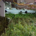 Za jedan dan otkrivene tri laboratorije za marihuanu. Velika akcija policije u Beogradu: uhapšeno sedmoro osumnjičenih.