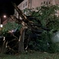 "Zbogom kopriviću": Oluja srušila jedan od simbola Novog Sada, građani se opraštaju: "Preživelo je ratove, ali ne i…