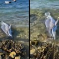 Mrtav delfin nađen na plaži u Hrvatskoj