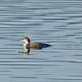Potvrđena nova vrsta ptice u Srbiji! Veliki morski gnjurac na Bovanskom jezeru. U ovom otkriću učestvovao i ornitolog iz…