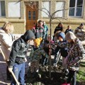 U dvorištu Sinagoge posađena crvenolisna šljiva povodom Tubišvata