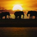 Da li Nemačka ima gde da smesti 20.000 slonova?