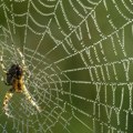 Zastrašujuća vrsta velikog pauka vrtoglavom brzinom se širi u Nemačkoj