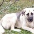 Bojana moli za pomoć: Ovaj pas nestao u Draževcu, vlasnica apeluje na svakog ko ga vidi da joj javi (foto)