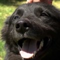 Kako su u Šapcu smanjili broj napuštenih pasa na ulicama