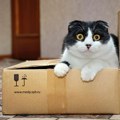 Policija dobila dojavu da paket "mjauče" - vlasnica je slučajno spakovala i zamalo poslala