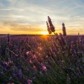 Valensole: Francuska destinacija za nezaboravne letnje fotografije i odmor
