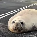 VIDEO: Omiljena australijska foka stalno uništava saobraćajne čunjeve - i sve je veća