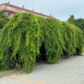 FOTO Uredno podšišane, skroz ćelave, pomalo osušene: U kakvom su stanju klupe na keju