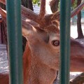 Ljubav na jelenski način ili kako je smršao Medenko: Da li su životinje u zoo-vrtu u Boru izgladnele i ugrožene?
