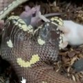 Snimak samo za one za jakim stomakom: Dvoglava zmija jede miša! Ben i Džeri su anomalija koja se dešava i kod ljudi (video)