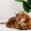 Zašto je važno da mačke budu sterilisane?