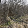 Meštani u okolini Šapca u strahu: Primećeni tragovi šumske zveri, oglasili se iz lovačkog udruženja