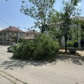 Vetra lomio drveće, oštećen automobil (FOTO) JP Gradsko zelenilo menja ime