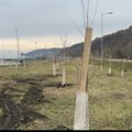 Pirot dobija sredstva za nastavak pošumljavanja od Ministarstva zaštite životne sredine