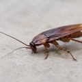 „Kiborg bubašvabe“ mogle bi da traže ljude ispod ruševina