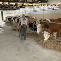 Kako žive četiri generacije stočara porodice Mančić u selu Petrovac kraj Pirota