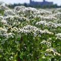 Hajdučka trava – lekovita, korisna i jestiva