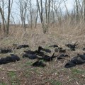 Ovako nešto nikad nismo videli! Mrtve vrane na sve strane Stručnjaci u šoku: Trovanje životinja je krivično delo (foto)