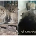 Lavovi pojeli čuvara zoo vrta živog dok se snimao u kavezu – hteo da impresionira devojku (VIDEO)