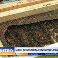 Manji prinos meda zbog lošeg vremena VIDEO