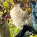 Svet ovo još nije video Jezivi snimci iz Černobilja preplavili mreže — pojavili se potpuno plavi psi! (video)