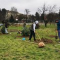 Nova akcija „Ozeleni Šabac“: Posađeno 60 sadnica u Velikom parku
