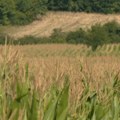 U leskovačkom kraju priprema silaže za ishranu stoke