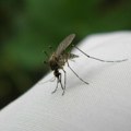 U Vojvodini četvoro obolelih od virusa Zapadnog Nila