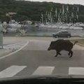 Noćna patrola: Čopor od 12 divljih svinja tražio hranu na ulici u Solunu (pogledajte video)