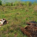 (Foto) trovanje crnog strvinara završeno uslovnom kaznom! DZPPS pita: „Kakvu poruku šaljemo trovačima divljih životinja?“…