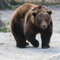 Srpske šume sve punije: Porastao broj medveda, vukova, risova i jelena, samo jedna vrsta beleži pad