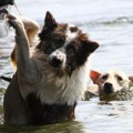 U slovenačkim poplavama izgubljene brojne životinje, fotografije nestalih ljubimaca na internetu slamaju srca