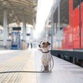Vozom sa ljubimcem na put: Moraju da se slože putnici, koliko se plaća za psa…