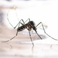 Novi slučajevi zaraze virusom Zapadnog Nila – Šta treba da znate?