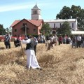 Subotički paori čuvaju tradiciju košenja žita