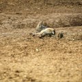 (Video) U Mačvi zanemeli od šoka: Misteriozna životinja snimljena na zapadu Srbije, ljudima se diže kosa na glavi, svi se…