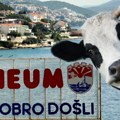 Је ли могуће ово?! Човек повео краву на море у Неум: Нећете веровати када будете видели снимак