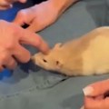 (Видео) Кад их виде Срби беже главом без обзира, а ови Београђани их чувају као кућне љубимце! Преносе страшне болести, а…