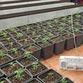 Makedonac dobio krivičnu prijavu zbog jedne semenke marihuane: Bizaran slučaj u Vinici!