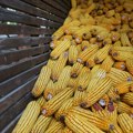 Na produktnoj ceni pale cene kukuruza i pšenice: Obim prometa smanjen za petinu