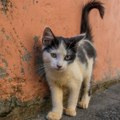 Svet u strahu zbog pomora mačaka u Poljskoj Postoji rizik od zaražavanja ljudi, mutacija bi mogla da pokrene pandemiju
