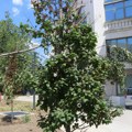 FOTO, VIDEO: Godinu dana od "ozelenjavanja" - ubacivanja granja u suva stabla zbog dolaska Vučića