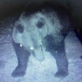 Medvedi našli novi dom u Kosjeriću: Kradu hranu divljim svinjama, ali ne prave štetu (foto)