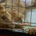 Tužna vest iz Zoo vrtu na Paliću: Uginula lavica Kiki