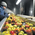 Hladnjače pune jabuka, otežan izvoz na Bliski istok