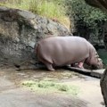 Zabluda u zoološkom vrtu Posle 7 godina ustanovljeno da je mužjak nilskog konja u stvari ženka (video)